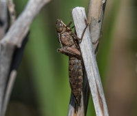 Dragonfly-Larval-Skin