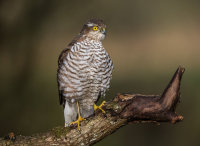 Sparrowhawk (f)