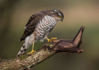 Sparrowhawk (f)