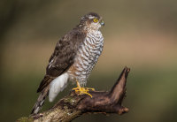 Sparrowhawk (f)