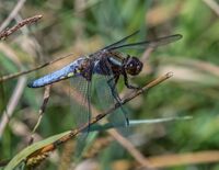Broad-bodied-Chaser (m)