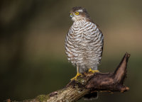 Sparrowhawk (f)