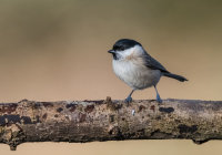 Marsh-Tit