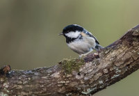 Coal-Tit