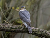 Sparrowhawk-male