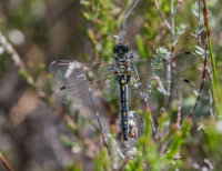 White-faced-Darter (m)