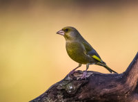 Greenfinch (m)