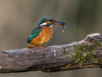 Kingfisher (f)