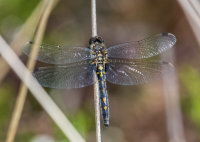 White-faced-Darter (f)