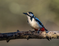 Great-spotted-Woodpecker (m)
