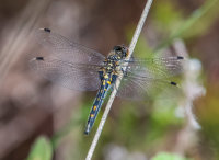 White-faced-Darter (f)