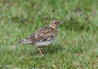 Woodlark