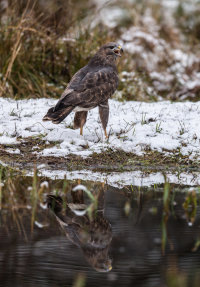 Buzzard