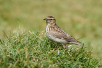 Woodlark