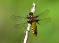 Broad-bodied-Chaser (f)