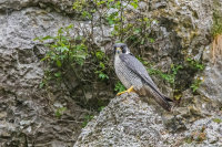 Peregrine (f)