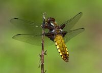 Broad-bodied-Chaser (f)