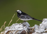 Pied-Wagtail