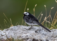 Pied-Wagtail