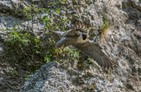 Peregrine (m)