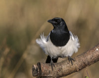 Magpie