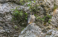 Peregrine (m)