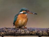 Kingfisher (f)