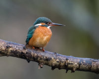 Kingfisher (f)