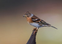 Brambling (f)