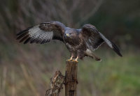 Buzzard