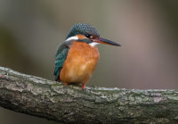 Kingfisher (f)