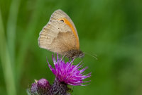 Meadow-Brown