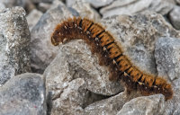 Fox-Moth-Larva