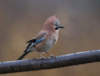 Jay