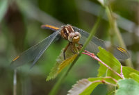 Keeled-Skimmer (f)