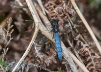Keeled-Skimmer (m)