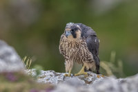 Peregrine (juv)