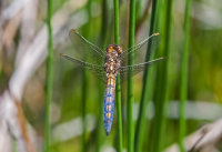 Keeled-Skimmer (f)