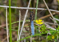 Keeled-Skimmer (m)