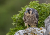 Peregrine (juv)