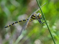 Golden-ringed-Dragonfly (f)