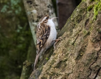 Treecreeper