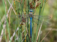 Emperor-Dragonfly (m)