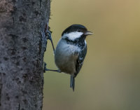 Coal-Tit