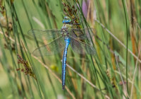 Emperor-Dragonfly (m)