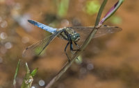 Black-tailed-Skimmer (m)