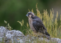 Peregrine (juv)