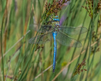 Emperor-Dragonfly (m)