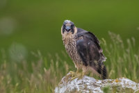 Peregrine (juv)