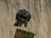 Buzzard